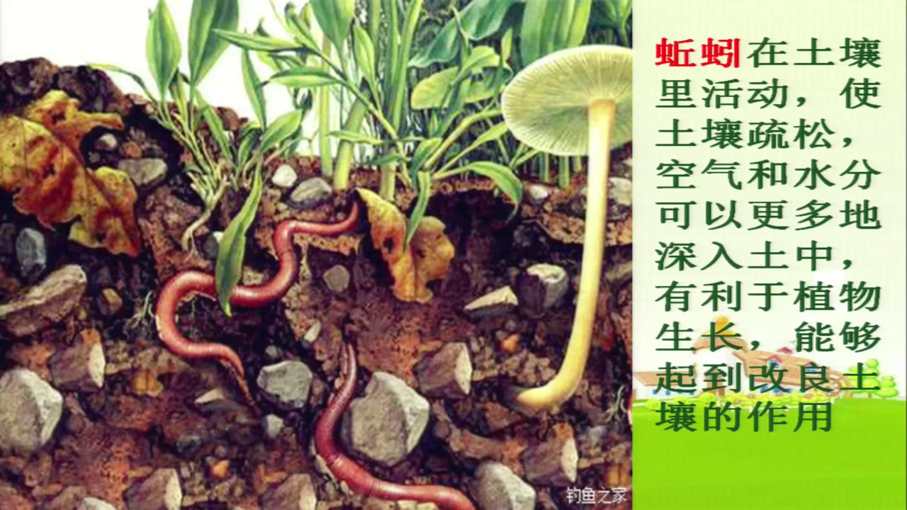 2.教科版科学一下《科学阅读》河北省县级一等奖