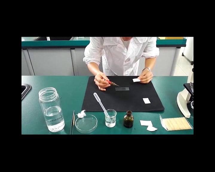 2.初中生物人教2011版七上《第三节　动物细胞》湖北省省一等奖