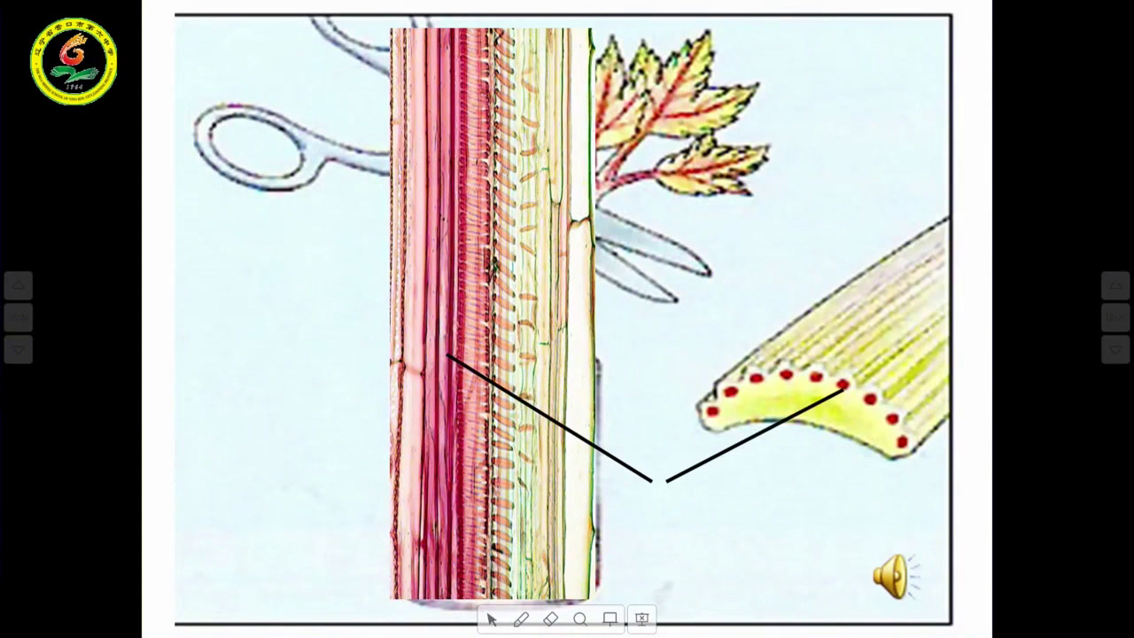 初中生物人教2011版七上《绿色植物与生物�…》全国一等奖
