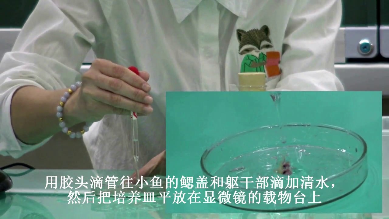 1.初中生物人教2011版七下《第二节　血流的管…》全国一等奖