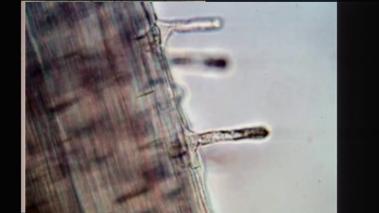 6.初中生物人教2011版七上《第二节　植株的生长》湖南省省一等奖