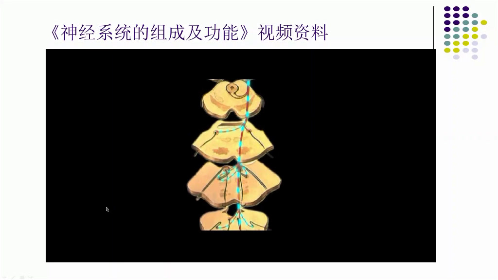 2.初中生物人教2011版七下《第二节　神经系统的组成》湖北省省一等奖