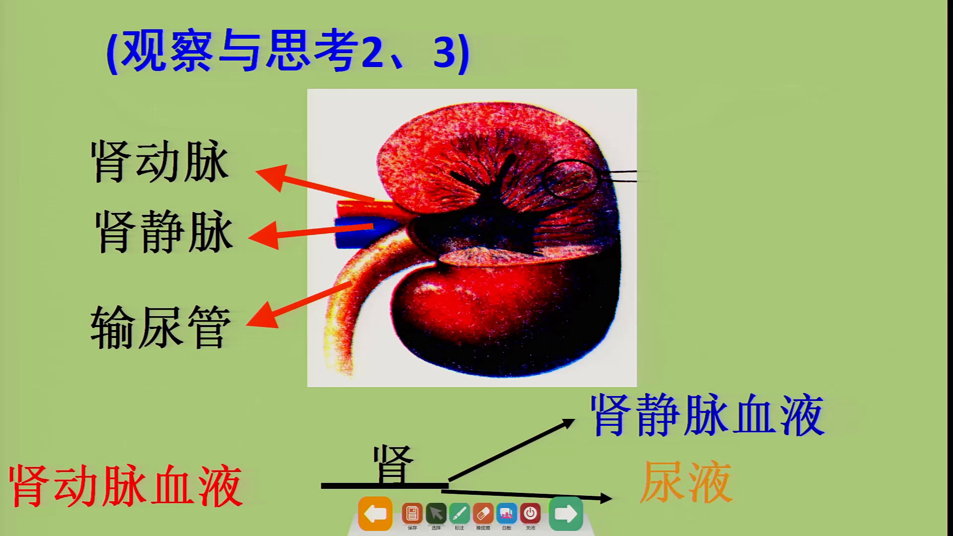 4.初中生物人教2011版七下《人体内废物的排出》甘肃省省一等奖