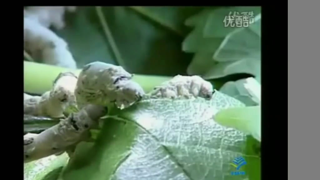 4.初中生物人教2011版八下《第二节昆虫的生殖和发育》全国一等奖