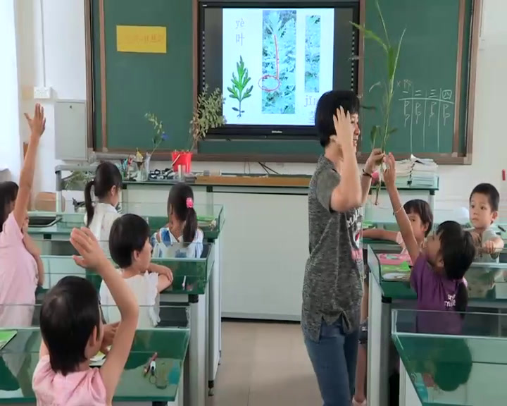 教科版科学一上《2.观察一棵植物》广东老师-市一等奖