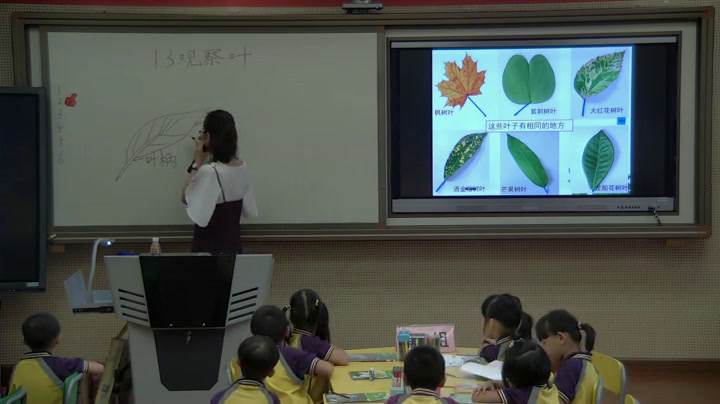 教科版科学一上《3.观察叶》广东关老师-市一等奖