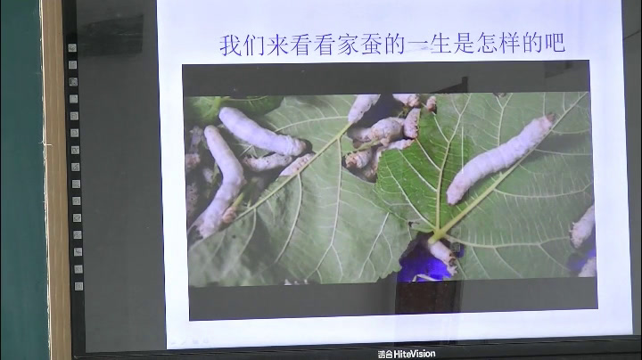 苏教版生物八下《第三节昆虫的生殖与发育》辽宁王老师-市一等奖