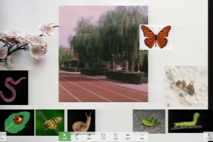 教科2001版科学三上《寻访小动物》宁夏滕老师-市一等奖