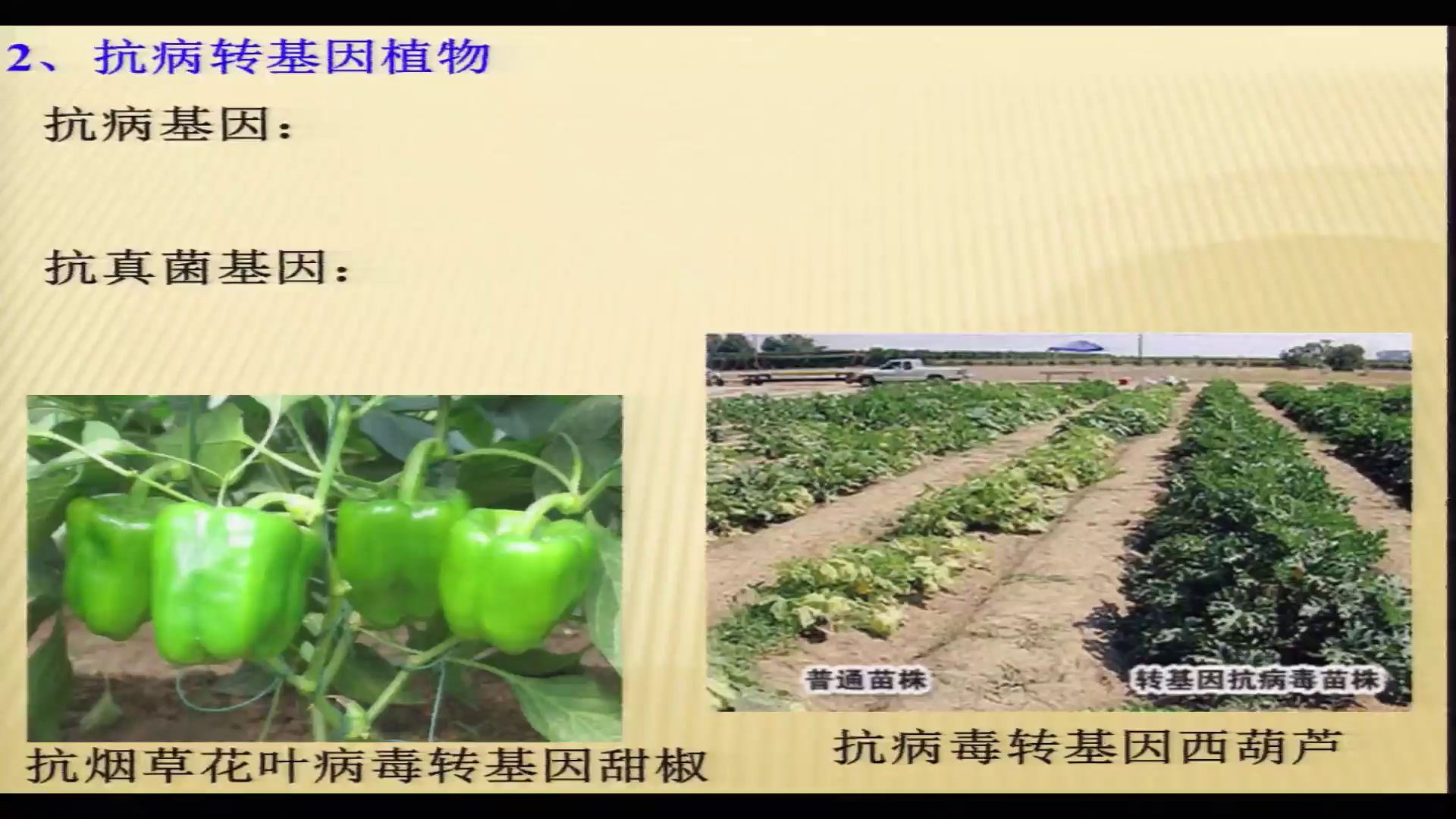 人教版生物选修3《1.3　基因工程的应用》安徽老师-市一等奖