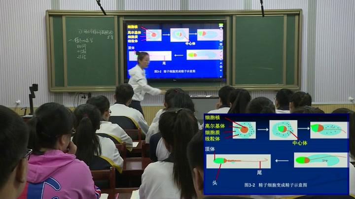 人教版生物选修3《3.1　体内受精和早期胚胎发育》辽宁老师-市一等奖