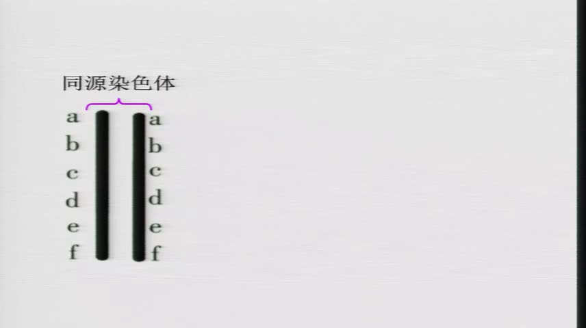 苏教版生物必修2《染色体结构的变异》贵州任老师-市一等奖