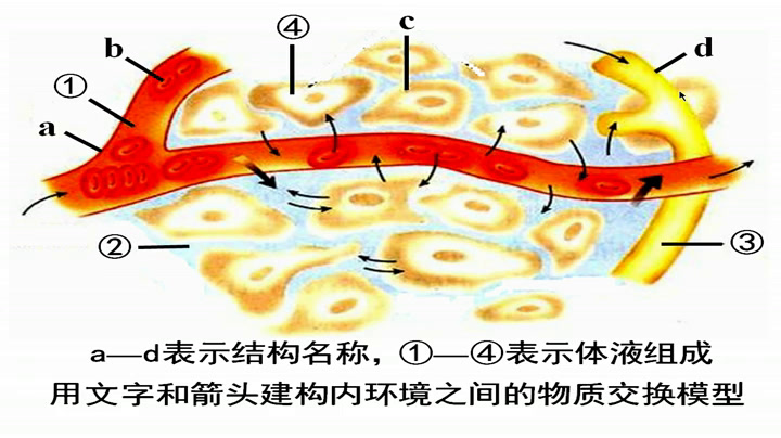 苏教版生物必修3《内环境的稳态》江苏仲老师-市一等奖