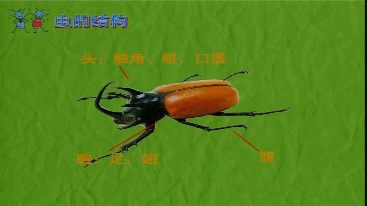 苏少版美术二下《第14课　虫虫虫（一）》江苏解老师-市一等奖