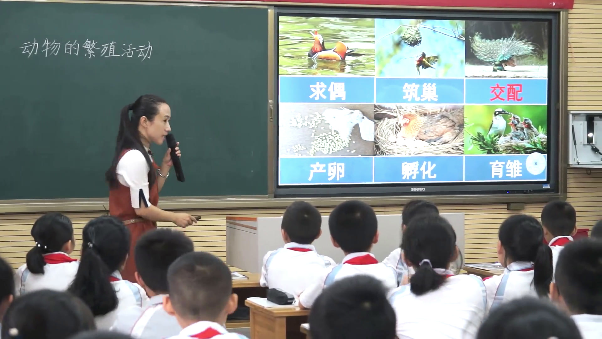教科版科学四下《动物的繁殖》福建邓老师-全国一等奖