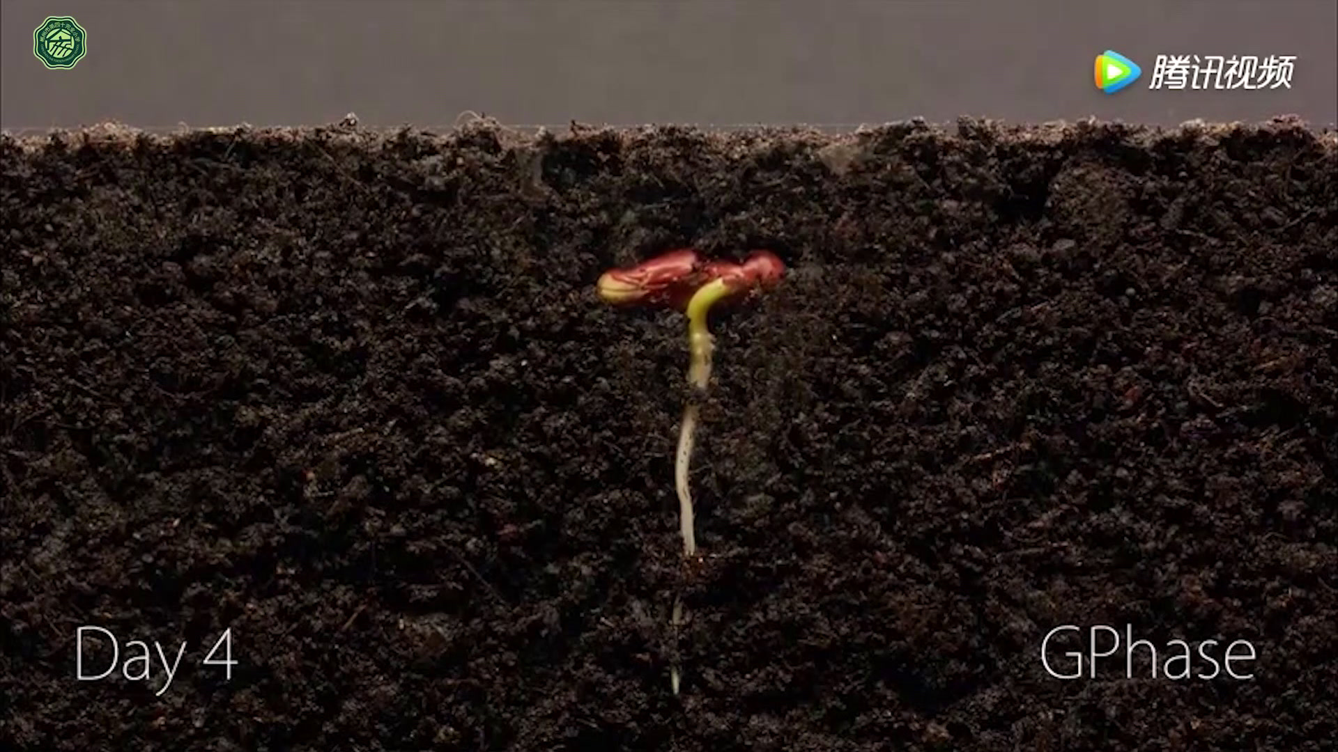 教科版科学三下《种植我们的植物》湖南何老师-全国一等奖