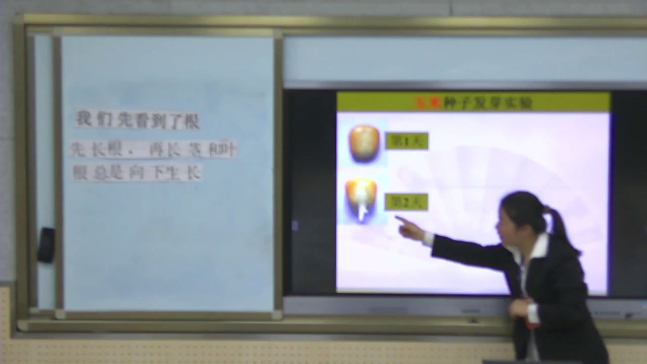教科版科学三下《我们先看到了根》贵州胡老师-省一等奖