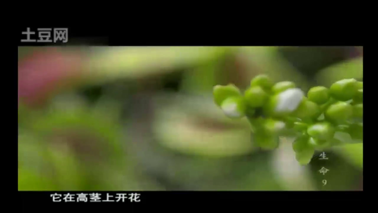 冀美版美术二下《17.吃虫子的植物》河北张老师-市一等奖
