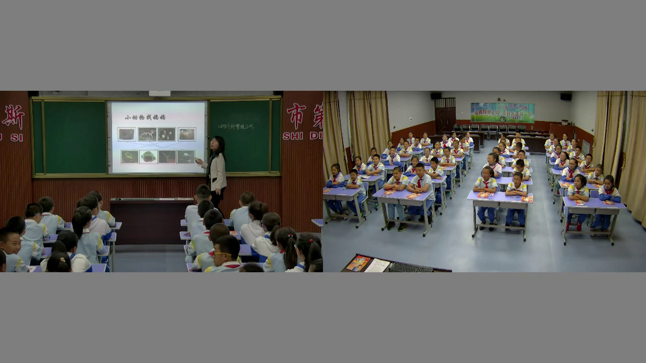 苏教2001版科学五下《2动物怎样繁殖后代》黑龙江李老师-省一等奖
