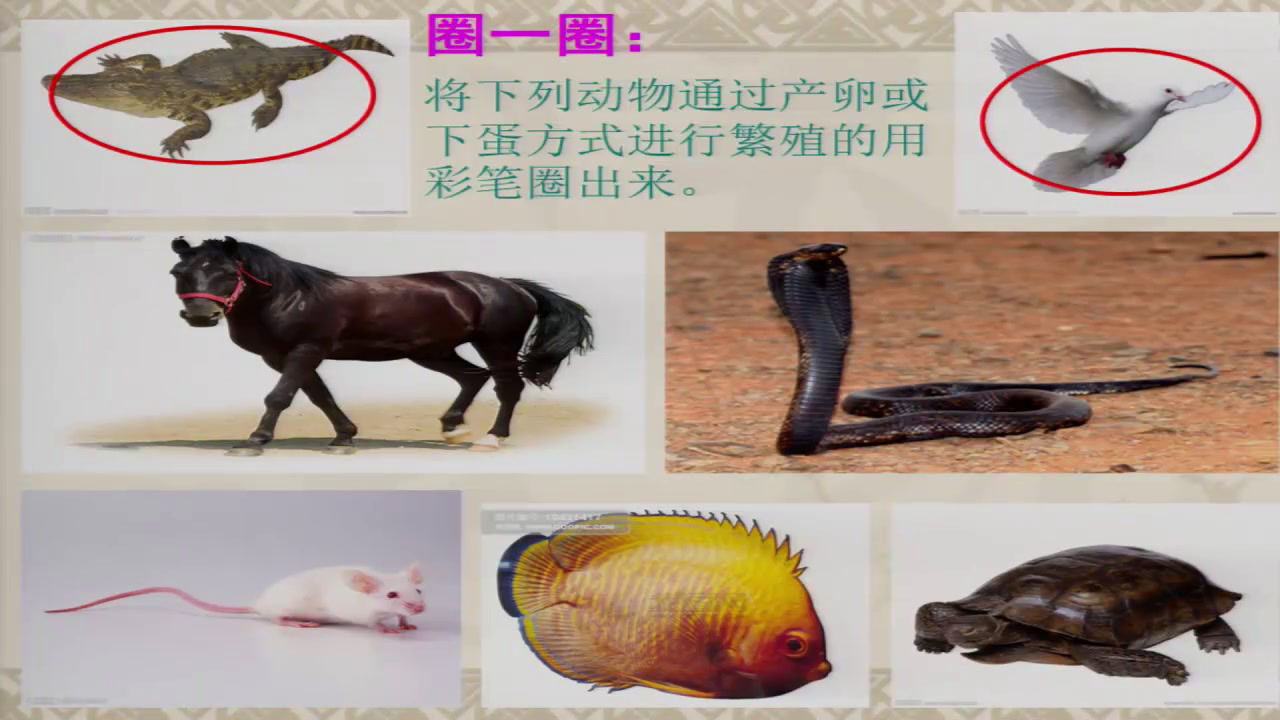 苏教2001版科学五下《2动物怎样繁殖后代》安徽曹老师-市一等奖