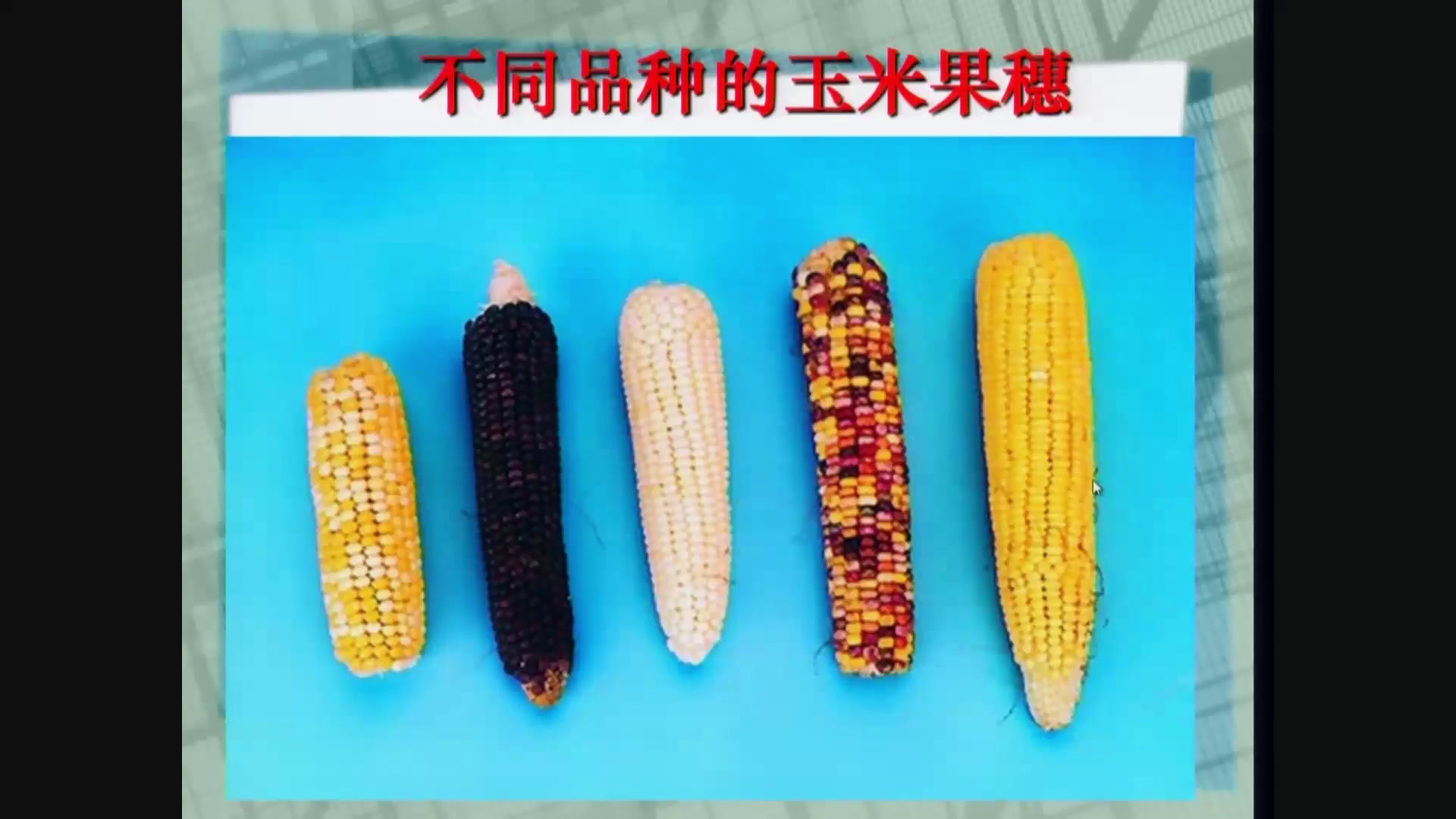 苏教2001版科学六下《2生物的变异现象》安徽张老师-市一等奖